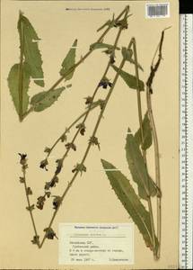 Cichorium intybus L., Eastern Europe, Latvia (E2b) (Latvia)