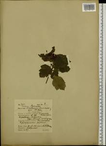 Crataegus maximowiczii C. K. Schneid., Siberia, Russian Far East (S6) (Russia)