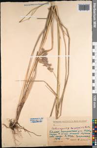 Calamagrostis epigejos (L.) Roth, Siberia, Baikal & Transbaikal region (S4) (Russia)
