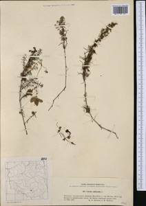 Cuscuta epithymum (L.) L., Western Europe (EUR) (Poland)