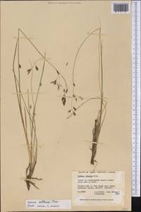 Festuca altaica Trin., America (AMER) (Canada)