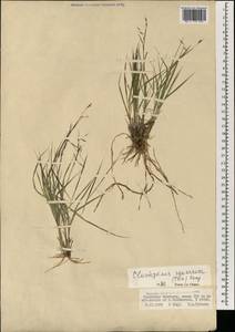 Cleistogenes squarrosa (Trin.) Keng, Mongolia (MONG) (Mongolia)