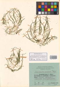 Zannichellia palustris subsp. palustris, Siberia, Russian Far East (S6) (Russia)