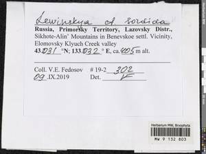 Lewinskya sordida (Sull. & Lesq.) F. Lara, Garilleti & Goffinet, Bryophytes, Bryophytes - Russian Far East (excl. Chukotka & Kamchatka) (B20) (Russia)