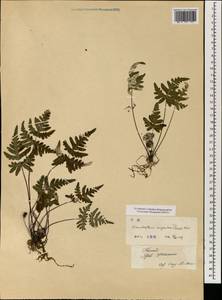 Aleuritopteris argentea (S. G. Gmel.) Fée, South Asia, South Asia (Asia outside ex-Soviet states and Mongolia) (ASIA) (China)