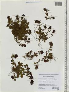 Dracocephalum nutans L., Siberia, Baikal & Transbaikal region (S4) (Russia)