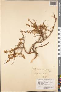 Prunus verrucosa Franch., Middle Asia, Pamir & Pamiro-Alai (M2) (Uzbekistan)