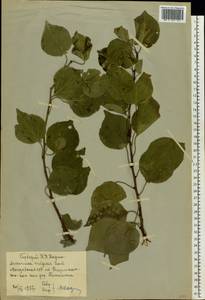 Prunus armeniaca L., Eastern Europe, South Ukrainian region (E12) (Ukraine)