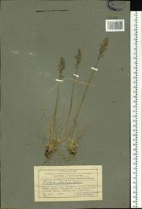 Trisetum altaicum Roshev., Siberia, Altai & Sayany Mountains (S2) (Russia)