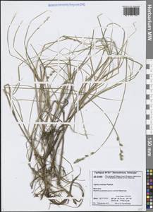 Carex canescens subsp. canescens, Siberia, Central Siberia (S3) (Russia)