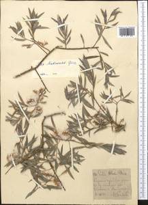 Salix capusii Franch., Middle Asia, Western Tian Shan & Karatau (M3) (Uzbekistan)
