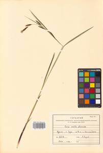 Carex scita Maxim., Siberia, Russian Far East (S6) (Russia)