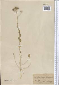 Haplophyllum bungei Trautv., Middle Asia, Syr-Darian deserts & Kyzylkum (M7)