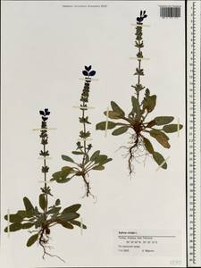 Salvia viridis L., South Asia, South Asia (Asia outside ex-Soviet states and Mongolia) (ASIA) (Turkey)