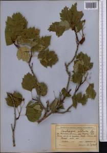 Crataegus chlorocarpa Lenné & K. Koch, Middle Asia, Northern & Central Tian Shan (M4) (Kazakhstan)