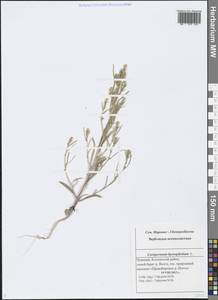 Corispermum hyssopifolium L., Eastern Europe, Middle Volga region (E8) (Russia)