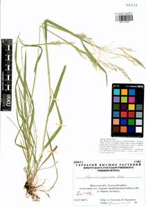 Agrostis gigantea Roth, Siberia, Baikal & Transbaikal region (S4) (Russia)