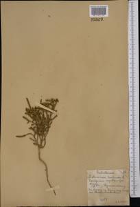 Salicornia europaea (Moss) Lambinon & Vanderp., Middle Asia, Northern & Central Kazakhstan (M10) (Kazakhstan)