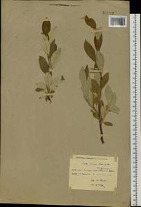 Salix alaxensis (Anderss.) Coville, Siberia, Yakutia (S5) (Russia)