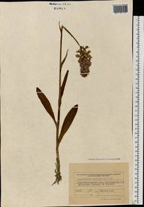 Dactylorhiza maculata (L.) Soó, Eastern Europe, West Ukrainian region (E13) (Ukraine)