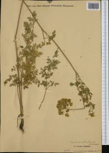 Katapsuxis silaifolia (Jacq.) Reduron, Charpin & Pimenov, Western Europe (EUR) (Italy)