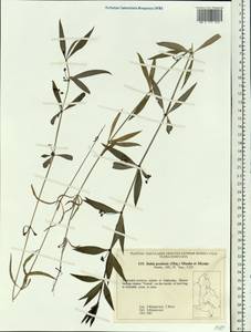 Rubia jesoensis (Miq.) Miyabe & Kudô, Siberia, Russian Far East (S6) (Russia)