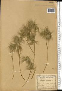 Bromus tectorum L., Eastern Europe, North Ukrainian region (E11) (Ukraine)