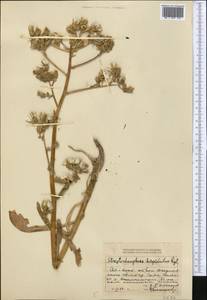 Lactuca crassicaulis (Beauverd), Middle Asia, Dzungarian Alatau & Tarbagatai (M5) (Kazakhstan)