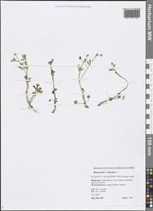 Ranunculus sceleratus L., Siberia, Baikal & Transbaikal region (S4) (Russia)