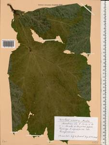 Heracleum sosnowskyi Manden., Eastern Europe, Moscow region (E4a) (Russia)