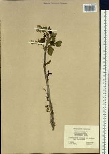 Ribes rubrum L., Siberia, Yakutia (S5) (Russia)