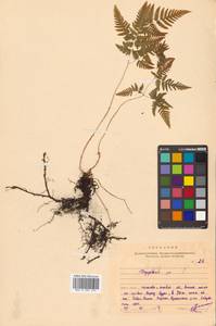Gymnocarpium robertianum (Hoffm.) Newman, Siberia, Russian Far East (S6) (Russia)