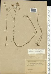 Sisymbrium polymorphum (Murray) Roth, Eastern Europe, Central forest-and-steppe region (E6) (Russia)