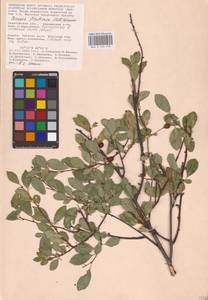 Prunus fruticosa Pall., Eastern Europe, Lower Volga region (E9) (Russia)