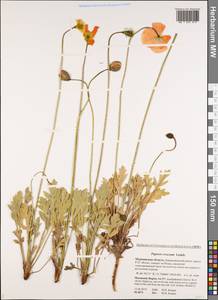 Papaver croceum Ledeb., Eastern Europe, Northern region (E1) (Russia)