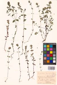 Euphrasia × vernalis List, Eastern Europe, Moscow region (E4a) (Russia)