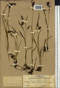 Carex scita var. riishirensis (Franch.) Kük., Siberia, Chukotka & Kamchatka (S7) (Russia)