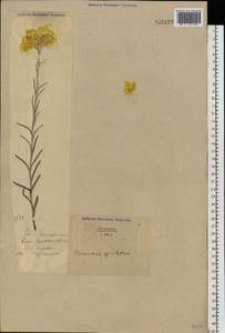 Helichrysum arenarium (L.) Moench, Eastern Europe, North Ukrainian region (E11) (Ukraine)