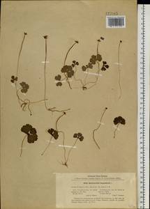 Coptidium lapponicum (L.) Á. Löve & D. Löve, Siberia, Baikal & Transbaikal region (S4) (Russia)