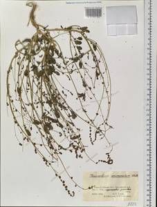 Chenopodium acuminatum Willd., Siberia, Altai & Sayany Mountains (S2) (Russia)