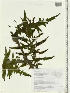 Cirsium ×hybridum W. D. J. Koch ex DC., Eastern Europe, Central region (E4) (Russia)