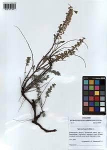 Spiraea hypericifolia L., Siberia, Altai & Sayany Mountains (S2) (Russia)