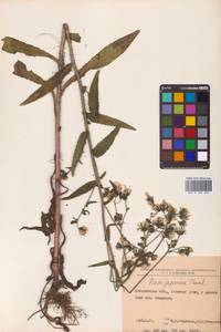 Picris japonica subsp. japonica, Siberia, Russian Far East (S6) (Russia)