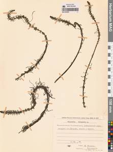 Hippuris vulgaris L., Siberia, Chukotka & Kamchatka (S7) (Russia)