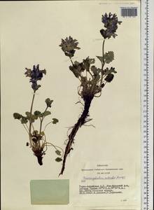 Dracocephalum imberbe Bunge, Siberia, Altai & Sayany Mountains (S2) (Russia)