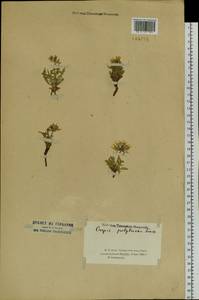 Crepis chrysantha subsp. chrysantha, Siberia, Altai & Sayany Mountains (S2) (Russia)