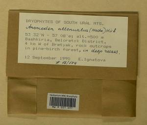 Pseudanomodon attenuatus (Hedw.) Ignatov & Fedosov, Bryophytes, Bryophytes - South Urals (B14) (Russia)