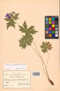 Geranium erianthum DC., Siberia, Russian Far East (S6) (Russia)