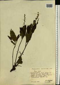 Verbascum chaixii subsp. orientale (M. Bieb.) Hayek, Eastern Europe, Eastern region (E10) (Russia)