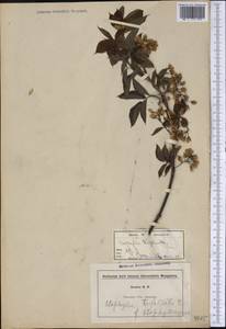 Staphylea trifolia L., America (AMER) (Not classified)
